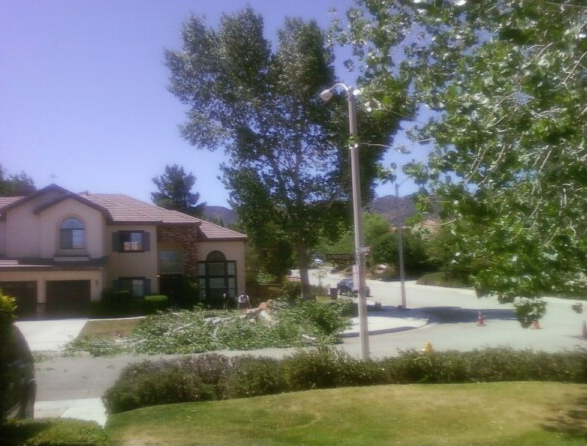 266674555909_0_0tree