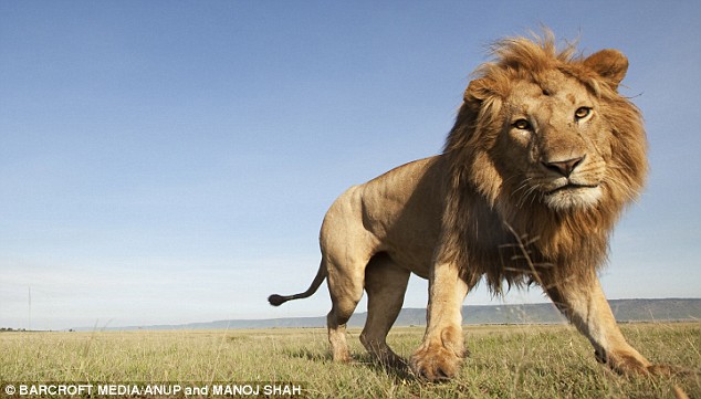 article-1175066-04bb0bd6000005dc-316_634x361 article-1175066-04bb0bd6000005dc-316_634x361