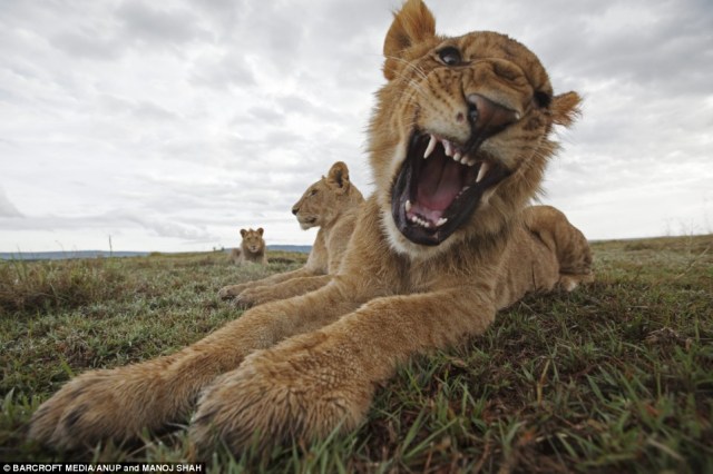 article-1175066-04bb37c7000005dc-224_634x444_popup article-1175066-04bb37c7000005dc-224_634x444_popup