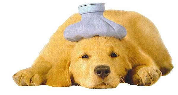 sickpuppy-600x319-main_Full